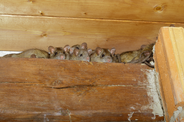 New Jersey Mice & Rodent Control | Exterminator For  