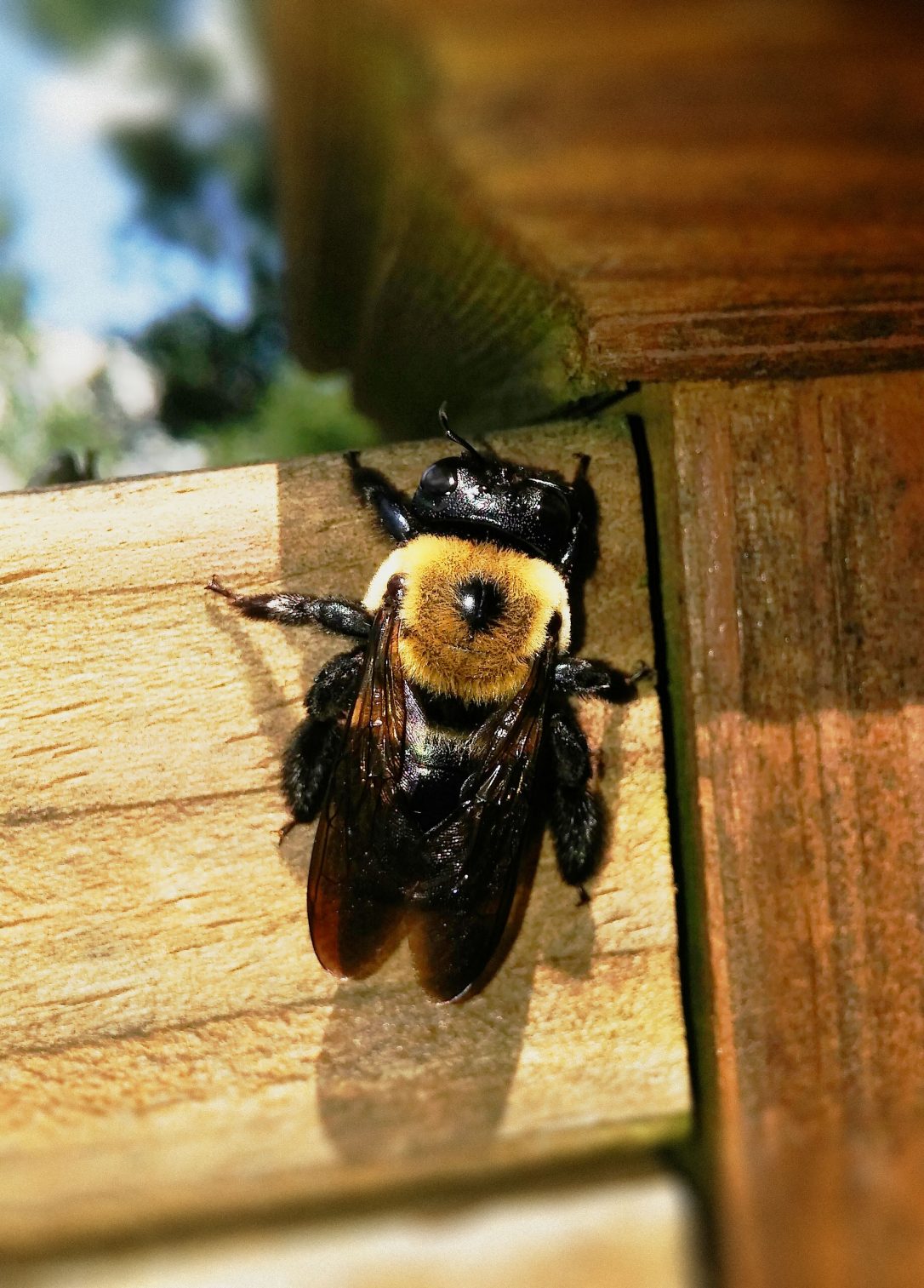 wood bees