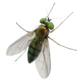 How to get rid of flies — PestXpert