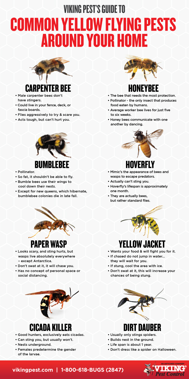 Wasp Exterminator Viking Pest Control Nj Pa Md De