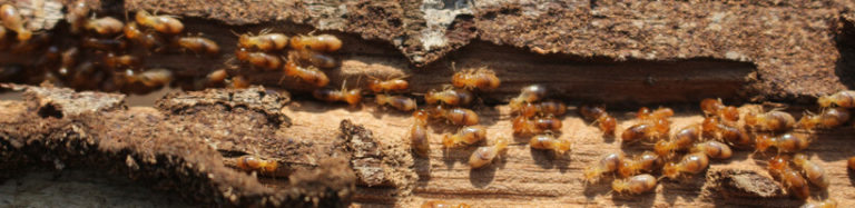 Delaware Termite Exterminator Viking Pest Control