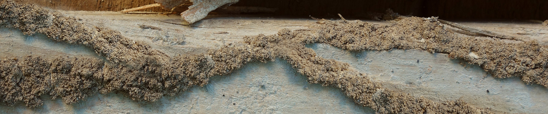 Viking Pest Control » Termite FAQ - Viking Pest Control - NJ, PA, MD, DE