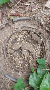 Trelona Termite Bait Stations Get Rid of Termites